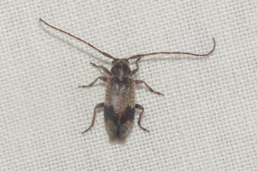 Exocentrus punctipennis